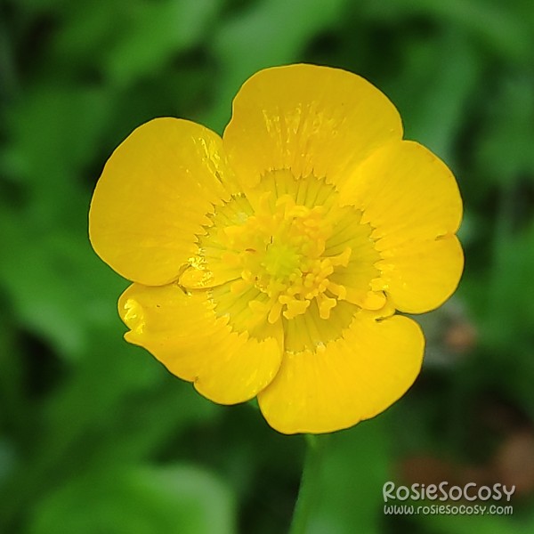 Buttercup flower at the Jochumhof in Steyl, Limburg, NL.