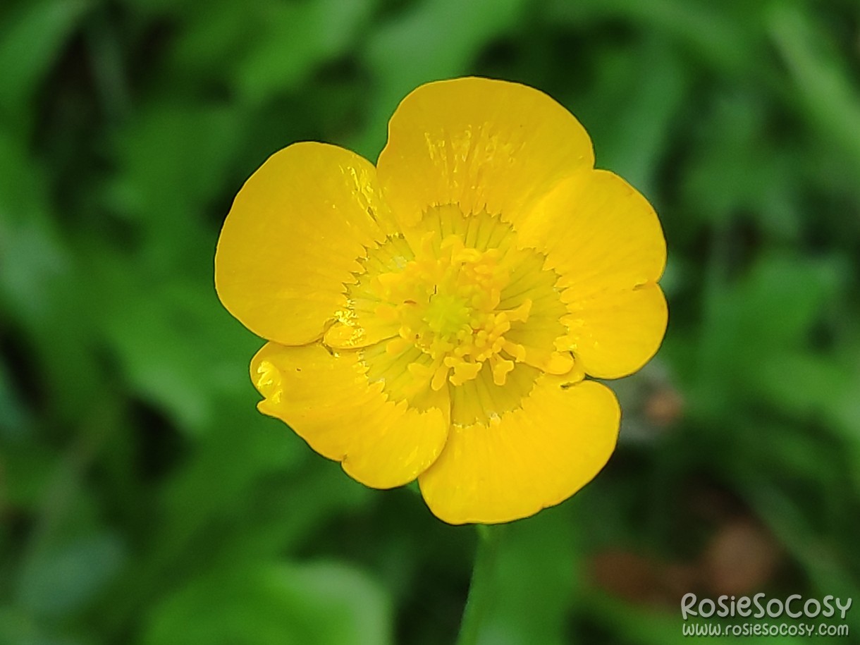 Buttercup flower at the Jochumhof in Steyl, Limburg, NL.